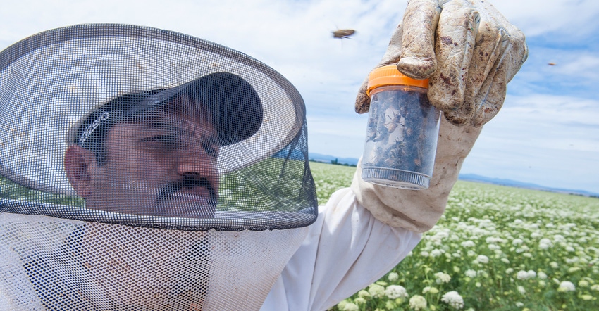 Ramesh Sagili examines honeybees 