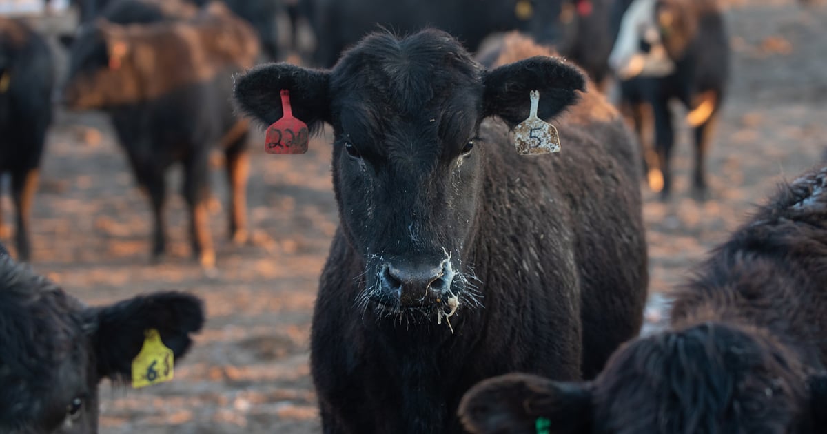 High Risk Market Cattle Real-world cattle risk management