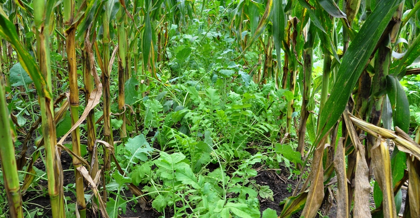 Radish, annual ryegrass and clovers interseeded with corn crop