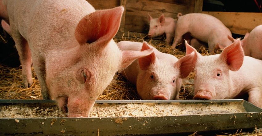 Piglets in a pen Piglets in a pen