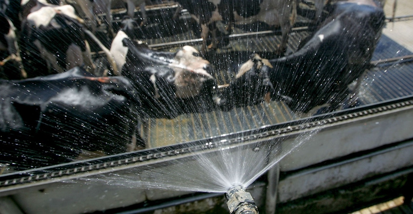 A group of cows benefit from a spray cooling system 