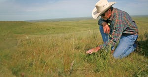 man kneeling in pasture inspecting grass