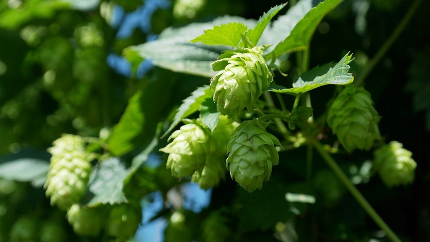 WFP-OSU-hops-2.jpg