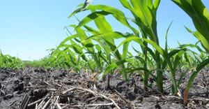 Ground-level view of corn rows