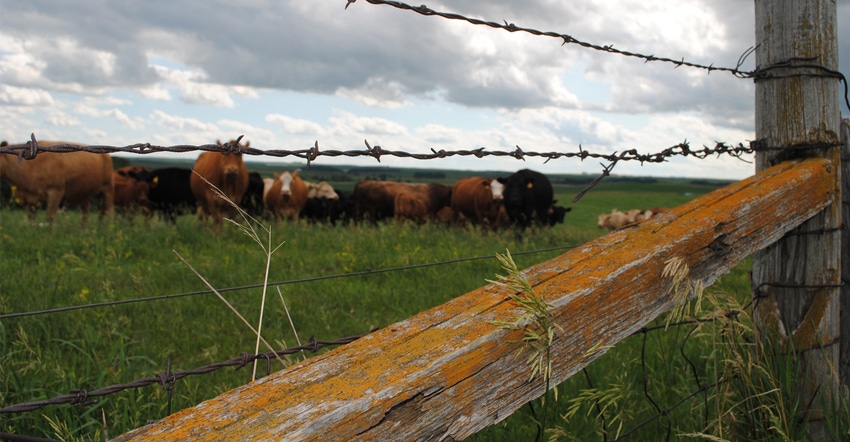 barbed wired fence with cattle in background