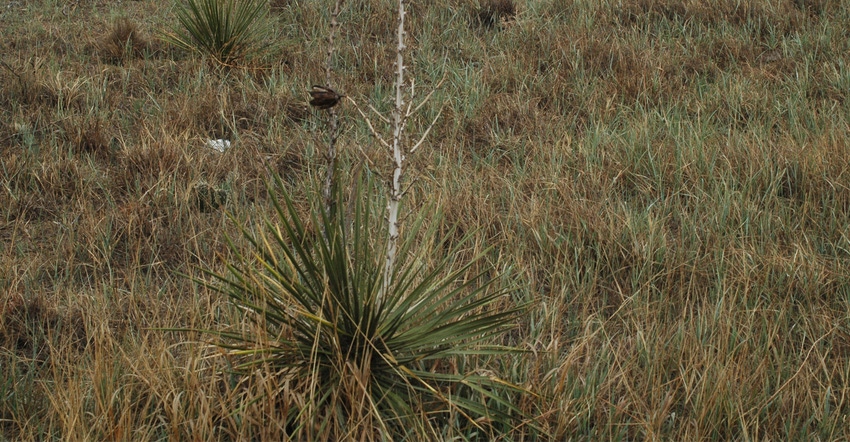 yucca in field