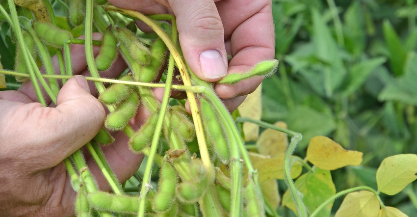 soybean pod with missing bean