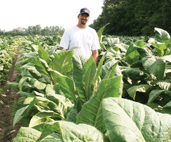 nc tobacco Organic tobacco opens doors for North Carolina grower nc tobacco Organic tobacco opens doors for North Carolina grower