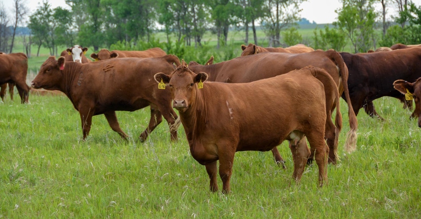 Beef cows grazing in a lush, green pasture