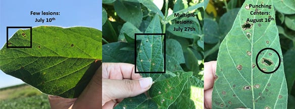 Frogeye leaf spot progression in a field near Columbus. 