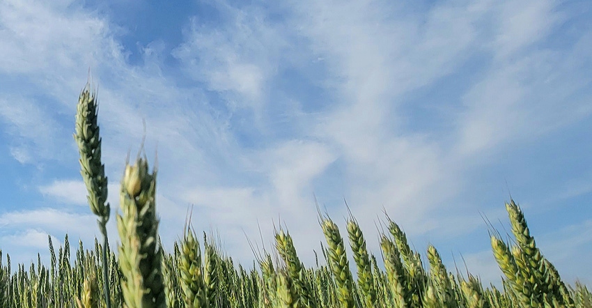 swfp-shelley-huguley-wheat-21-sky.jpg