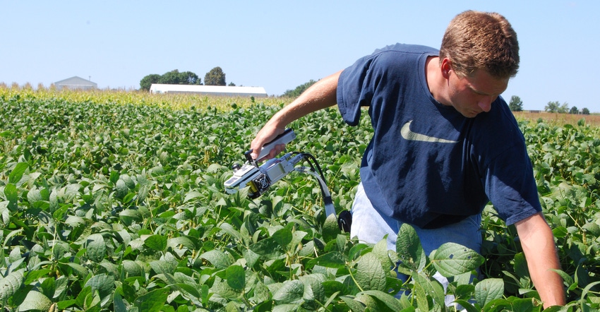 Farmer  scouting soybean field for pests.