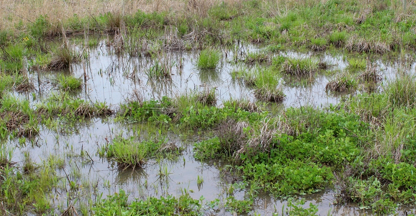 Depressions in ground collecting rainwater