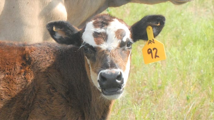 Black motley-face female calf