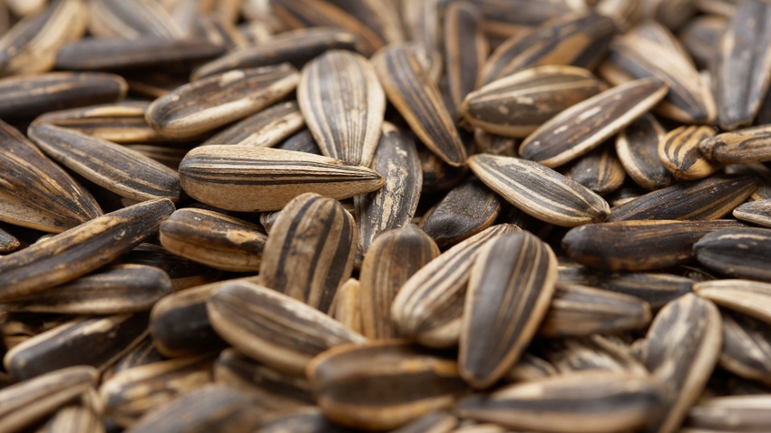 pile of sunflower seeds