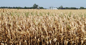 cornfield ready for harvest