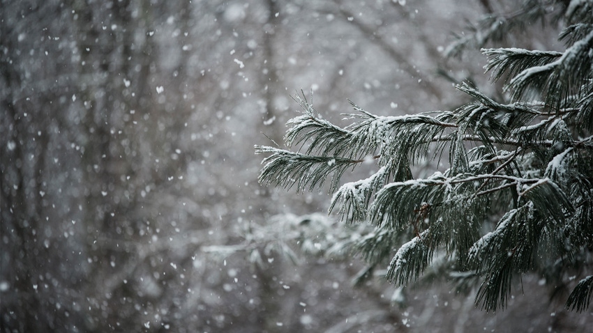 Snow falling on tree branch