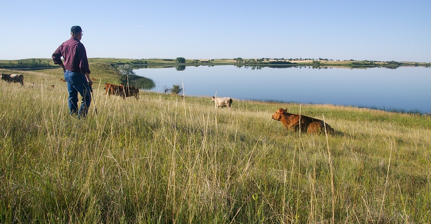 Gene Goven overlooking cows grazing in paddock