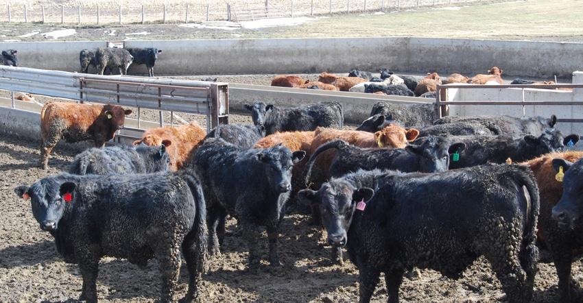 Beef cattle in pen Beef cattle in pen