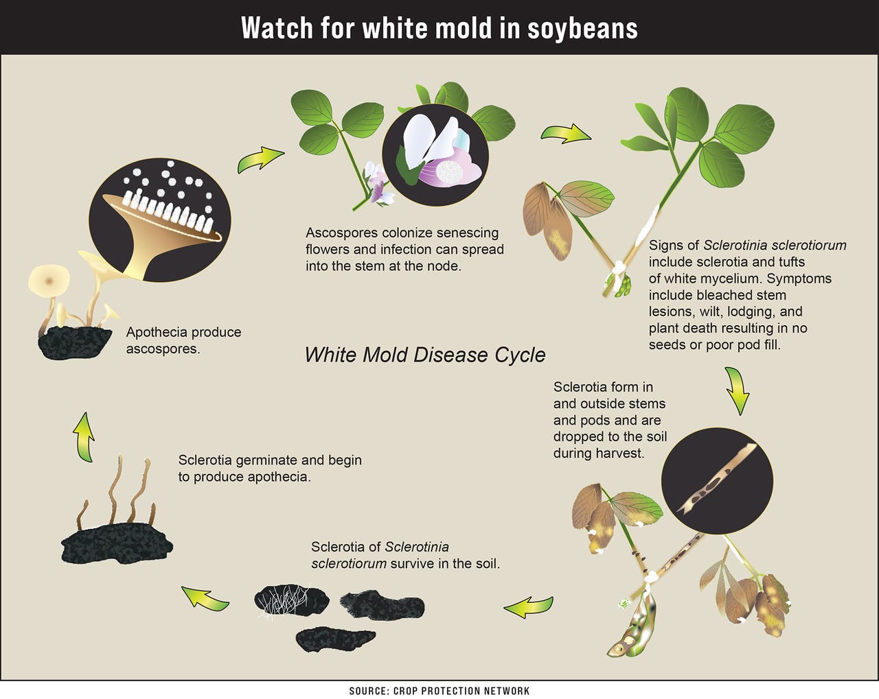White mold disease cycle