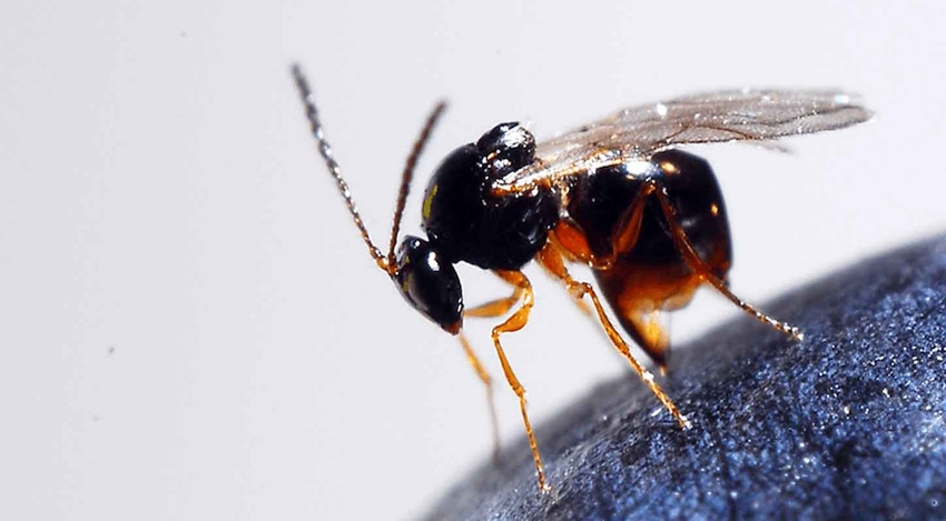 Ganaspis-brasiliensis-a.jpg Ganaspis-brasiliensis-a.jpg