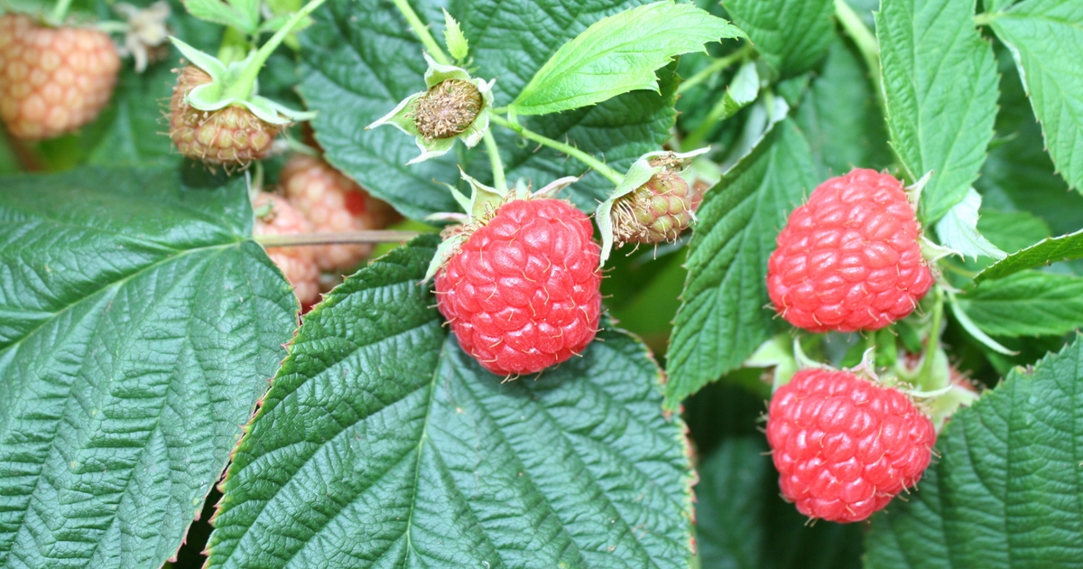 Study probes raspberry production costs