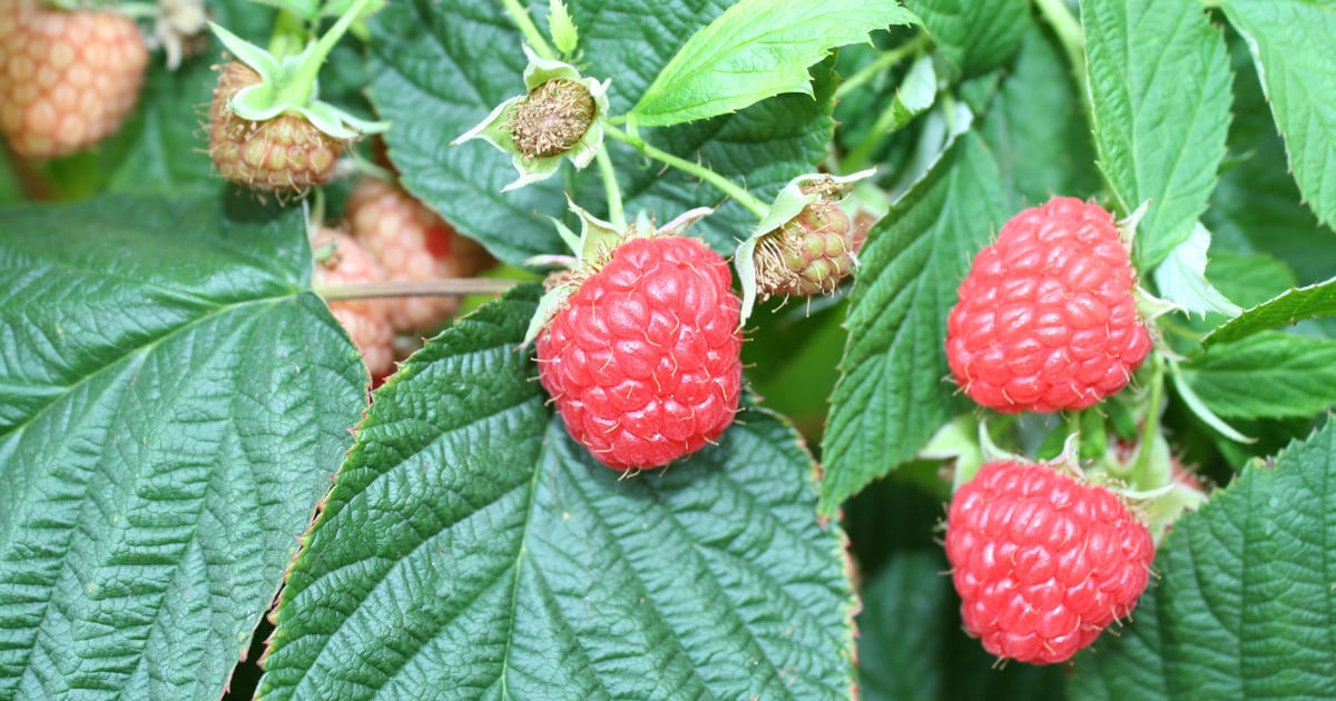 Raspberry Height Study probes raspberry production costs