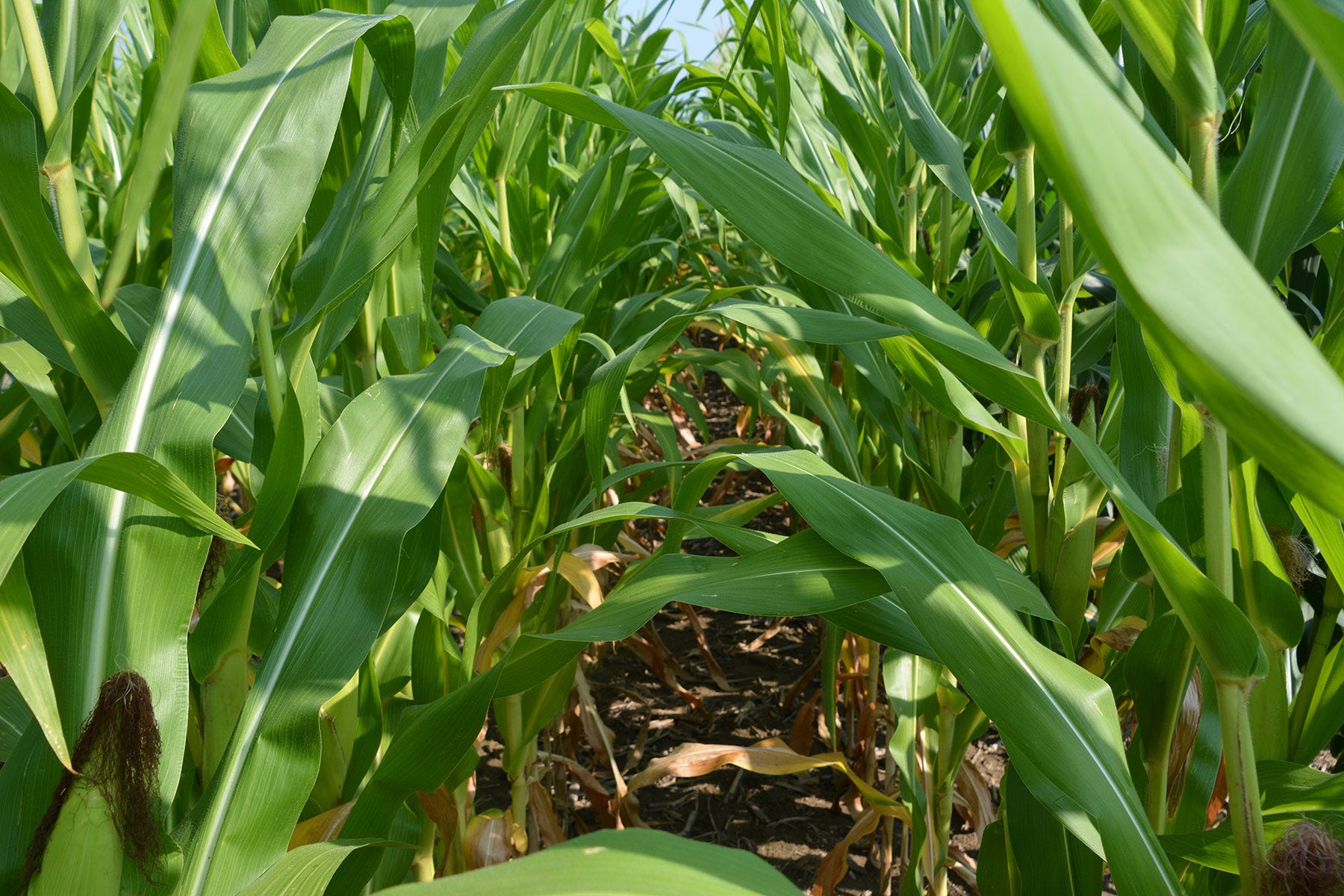 view between stalks in a green cornfield view between stalks in a green cornfield
