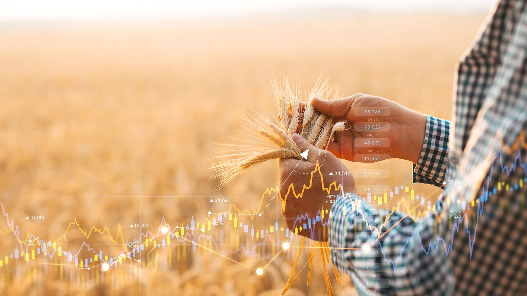 Have wheat prices peaked? - Vimarsana News