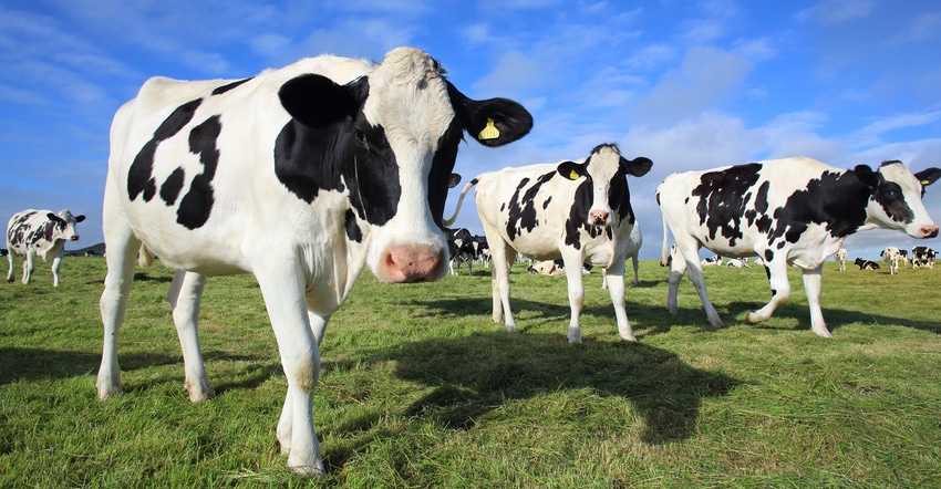 Dairy cows in field