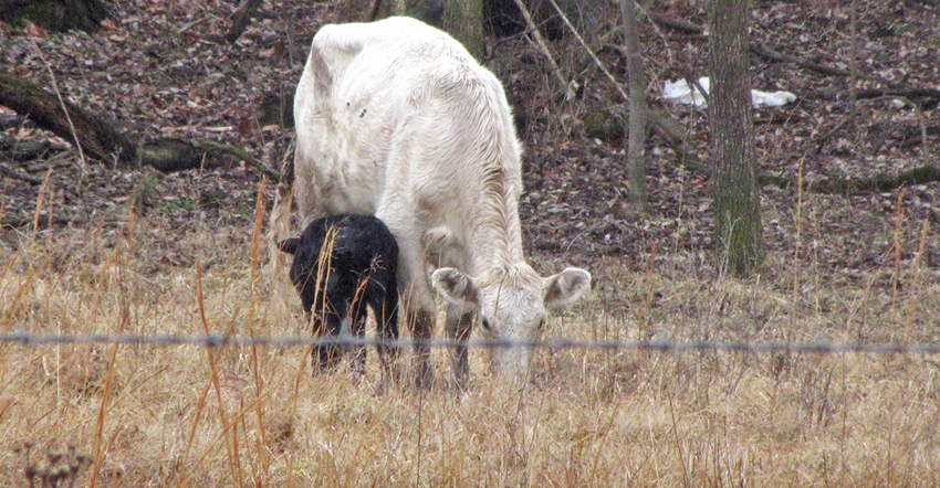 white cow with black calf