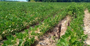 soybean field with weeds