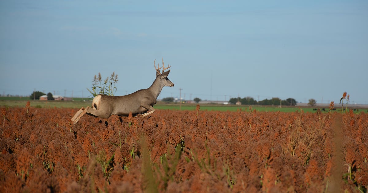 Screwworm could threaten Texas’ multibillion-dollar wildlife industry