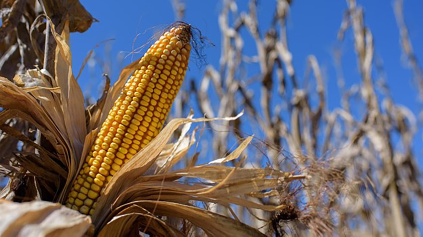 Mississippi Corn