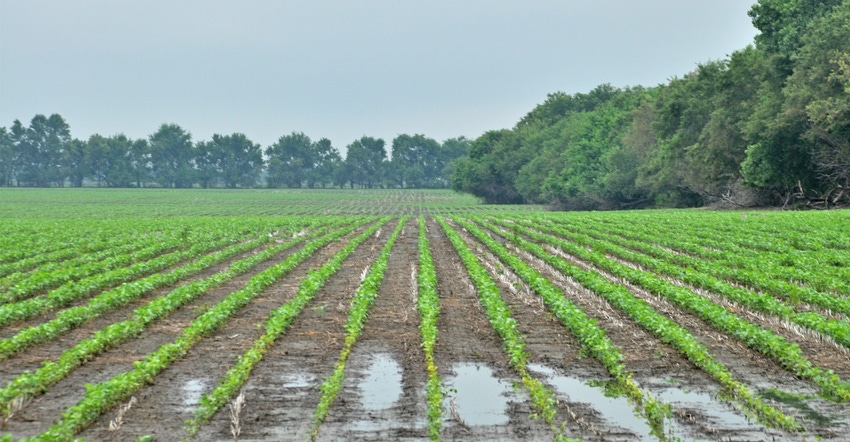 wet soybean field