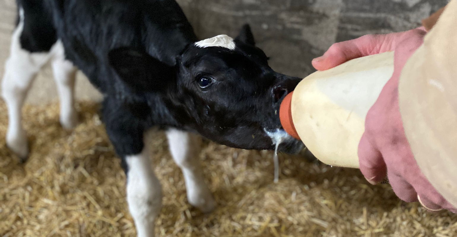 Setting Beef Cows Up to Produce the Best Colostrum for Calves