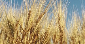 barley heads closeup