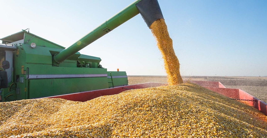 Corn harvest in autumn