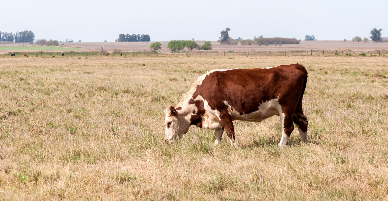 Making hay and feeding hay to our cattle - Clover Meadows Beef