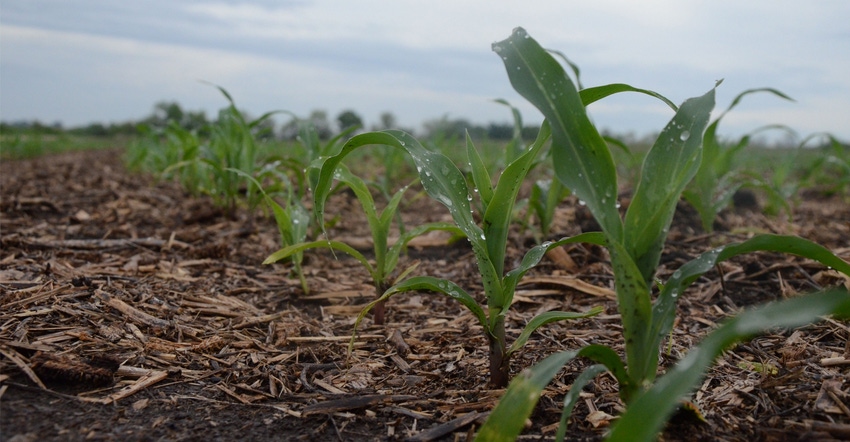Closeup of young corn plants in field.