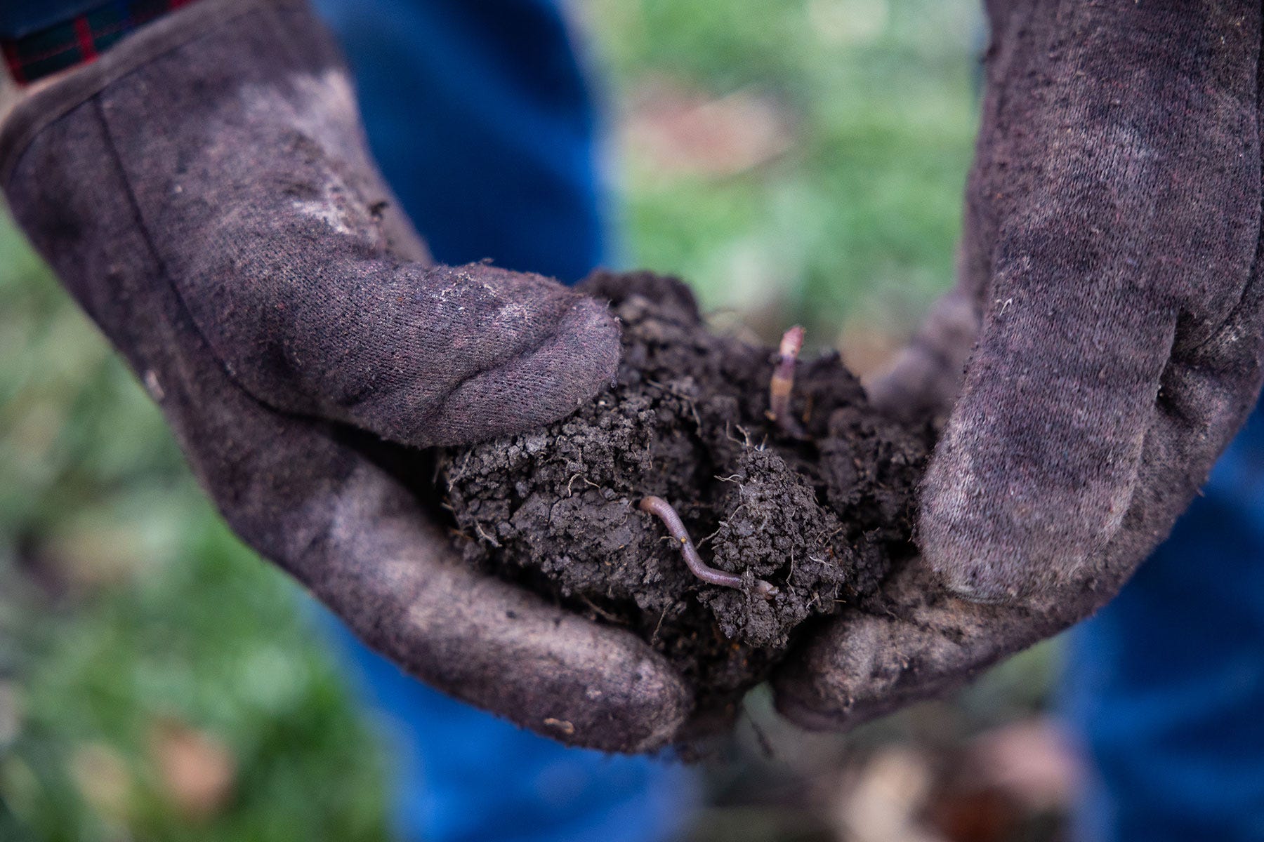 A close-up of gloved hands holding soil with earth worms poking through