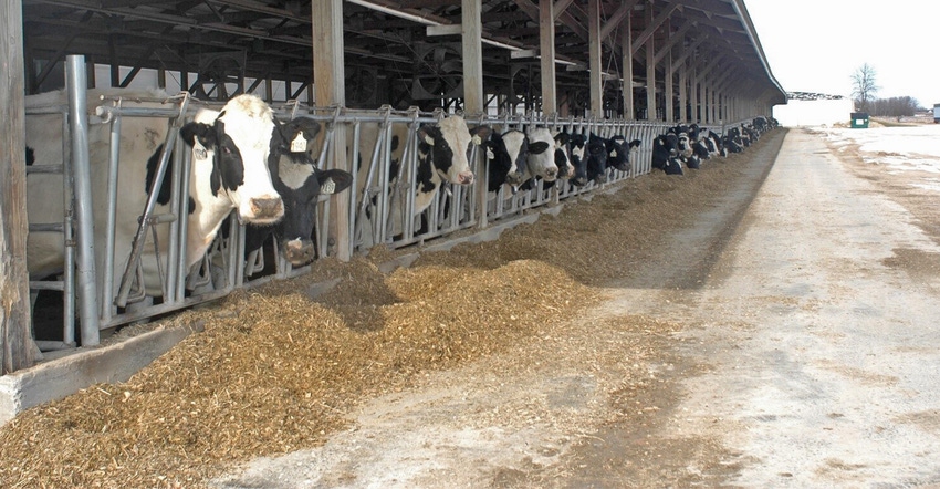 Holsteins feeding in stanchions