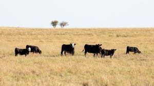 Black cattle with white faces in field