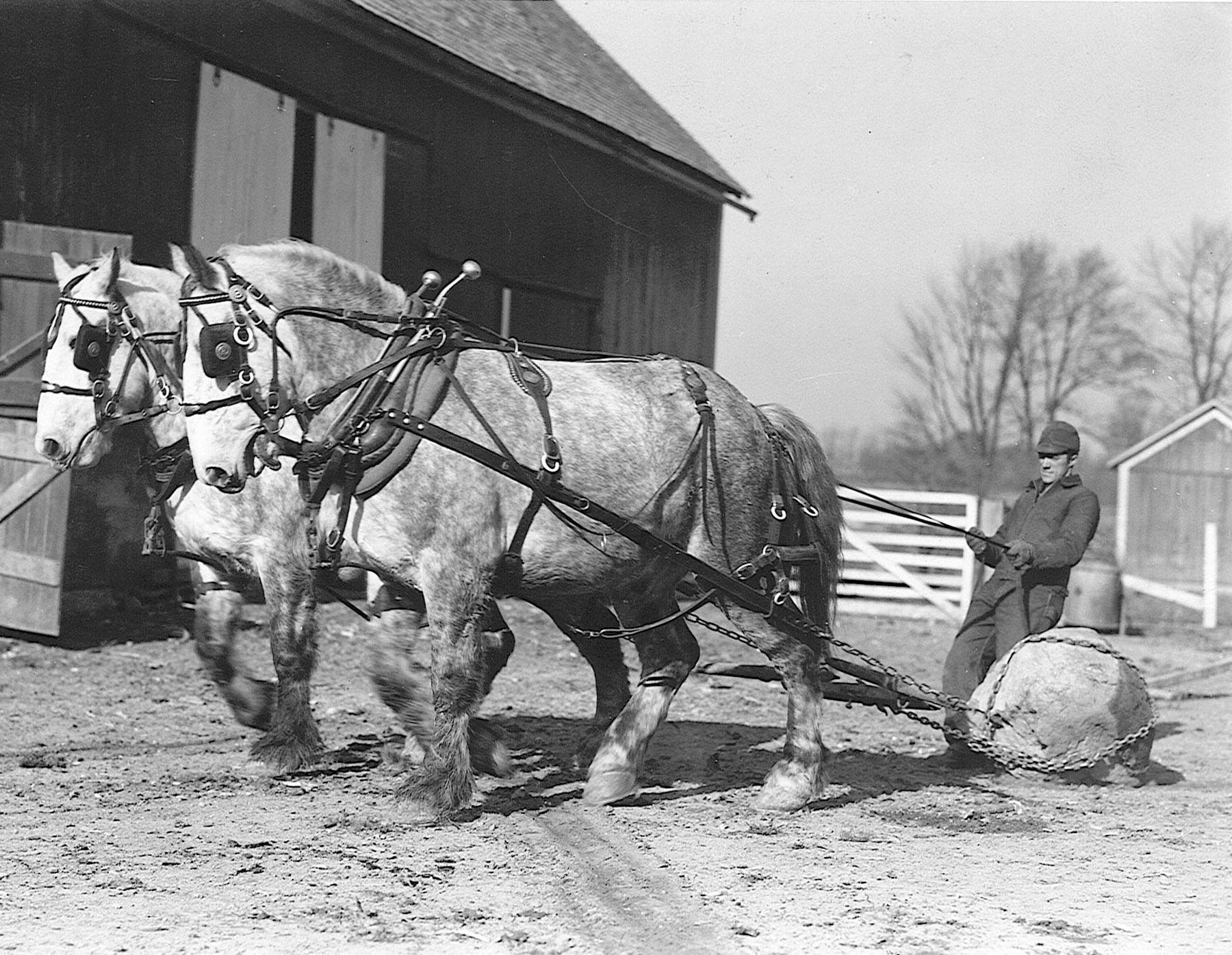 black-and-white photo of two draft horses pulling a large rock while a man holds their reins