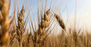gene editing wheat