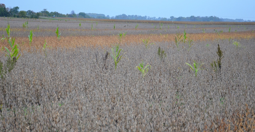 dried-down soybean field with a few weeds