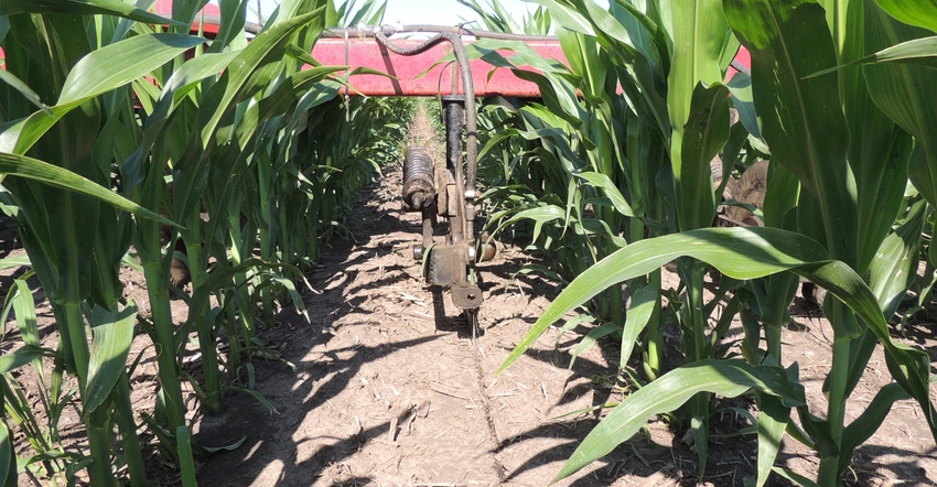 nitrogen being applied in a cornfield