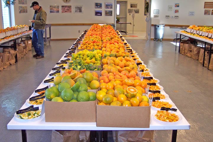 Lemon Types California California citrus varieties ready for market | Farm Progress