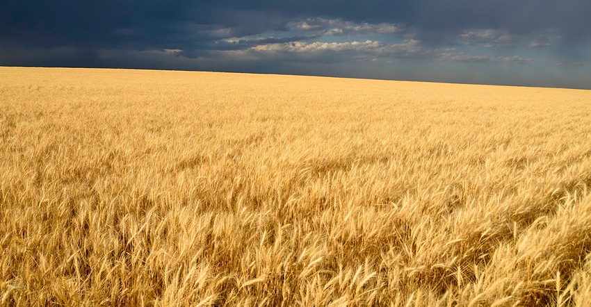 golden wheat field under dark sky