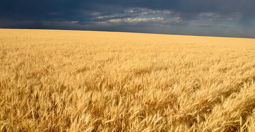 golden wheat field under dark sky golden wheat field under dark sky